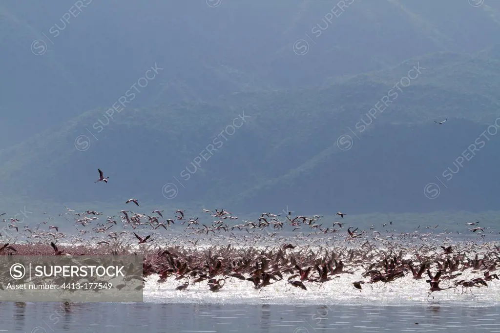 Flight of lesser flamingos on Lake Bogoria Kenya