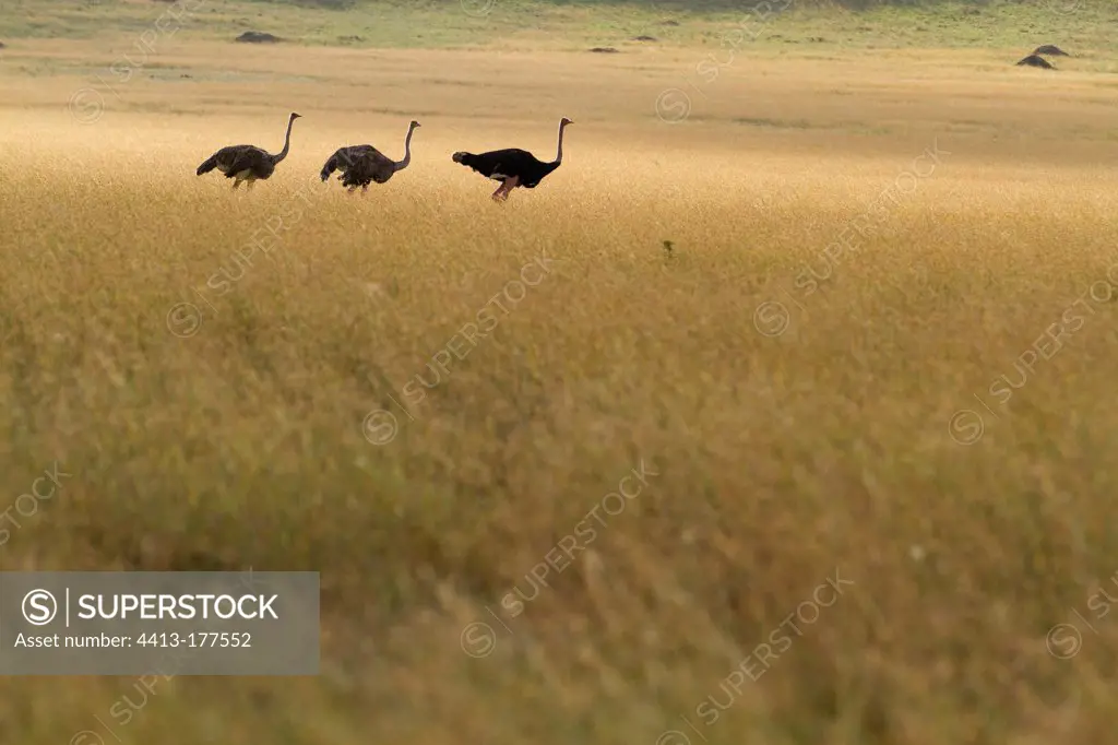 Ostrich in the savanna of Masai Mara Kenya