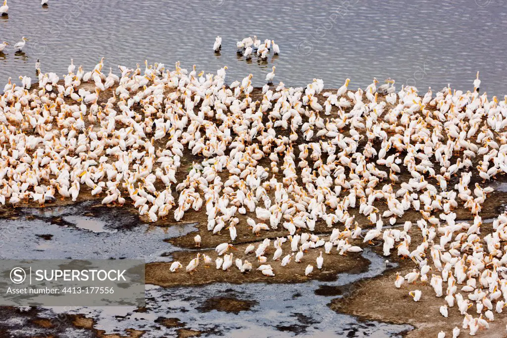 Colony of white pelicans on Lake Nakuru Kenya