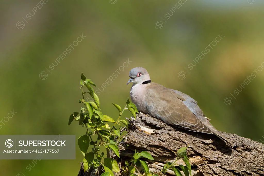 Red eyed dove resting Reserve Samburu Kenya