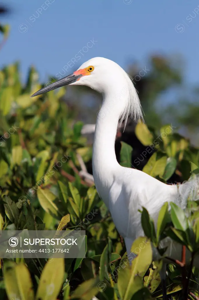 Snowy Egret in breeding plumage in a mangrove Venezuela