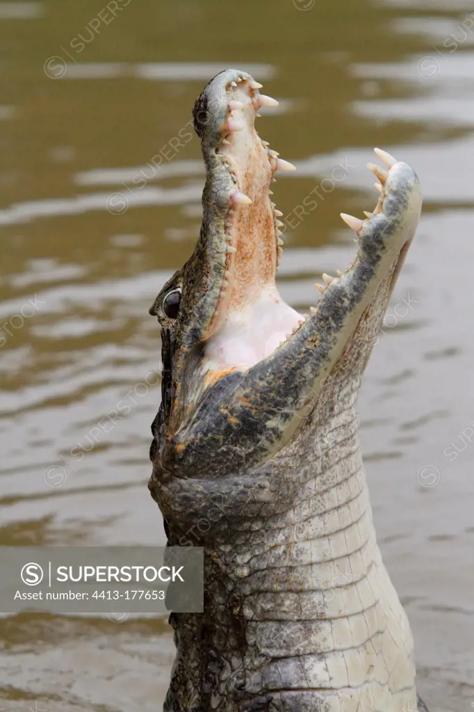 Common caiman rising out of the water Venezuela
