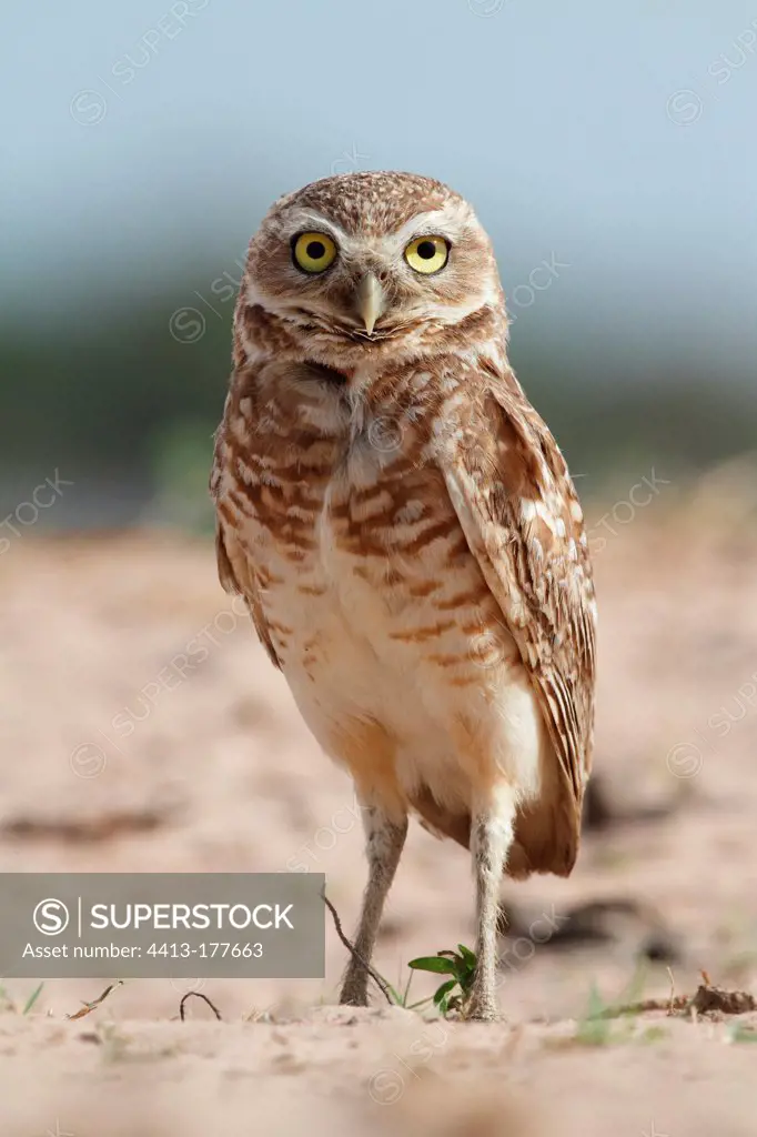 Burrowing Owl adult on the ground Venezuelan llanos
