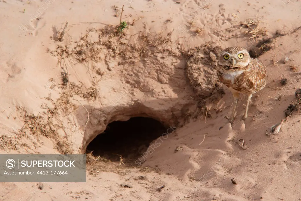Burrowing Owl near its burrow Venezuelan llanos