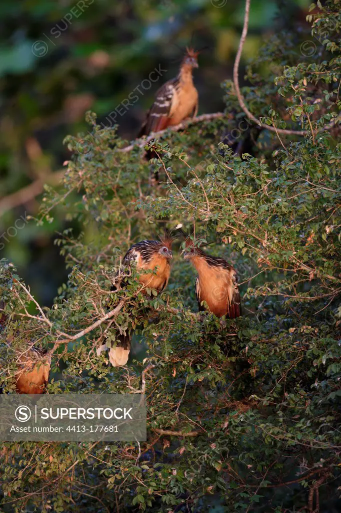 Colony of Hoatzins in a tree Venezuela