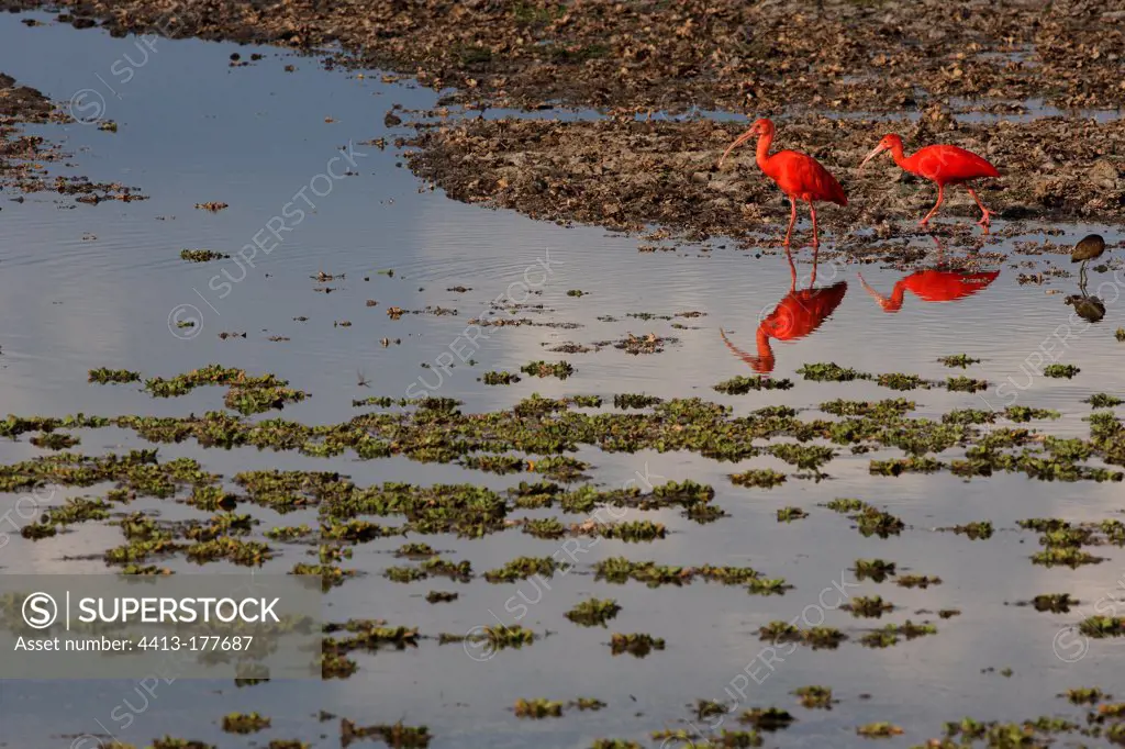 Scarlet ibis searching for food Venezuelan Llanos