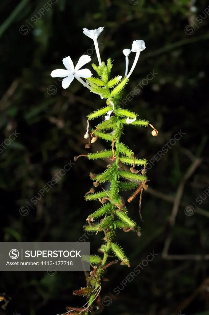 Herbaceous flowering Botswana
