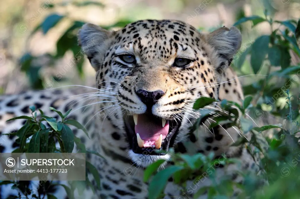 Leopard in the Okavango Delta Botswana