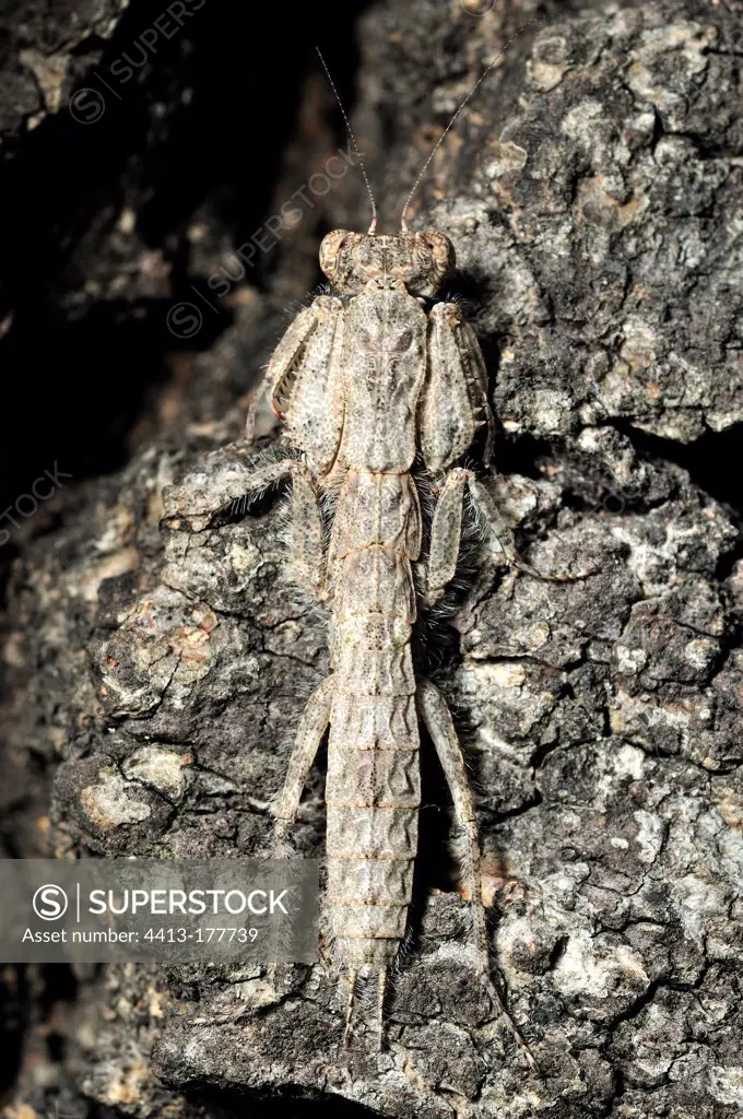 Praying mantis larva mimetic with a bark Botswana