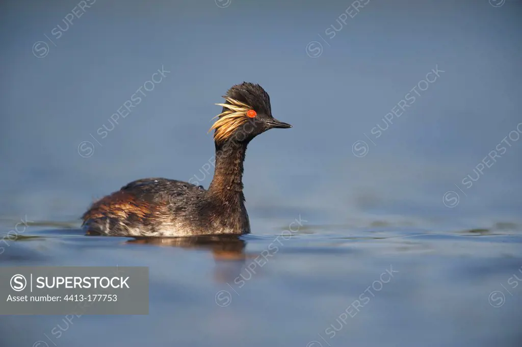 Eared Grebe swimming on a pond Sologne France