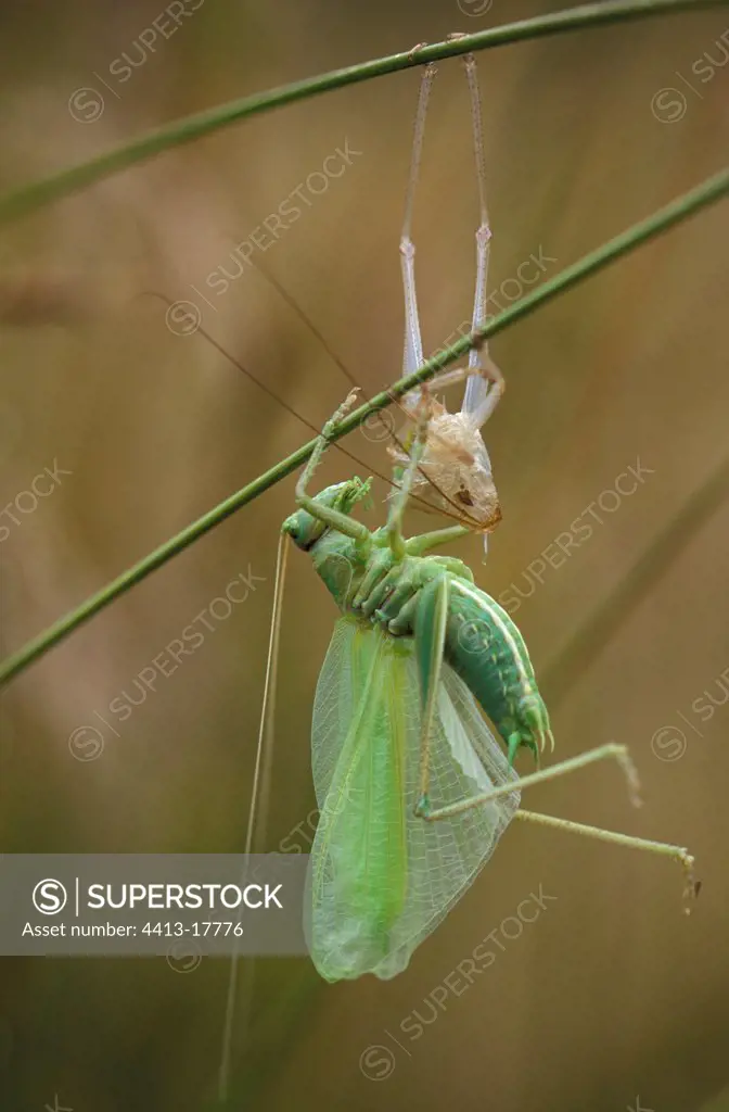 Great green bush-cricket moulting