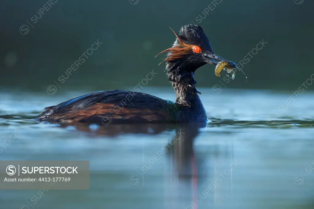Eared Grebe fishing a crayfish Sologne France