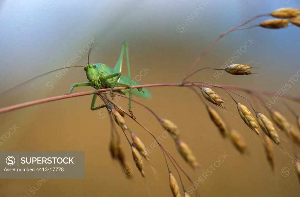 Great green bush-cricket on a Gramineae Switzerland