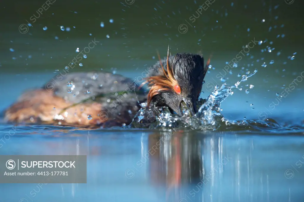 Eared Grebe eating a crayfish Sologne France