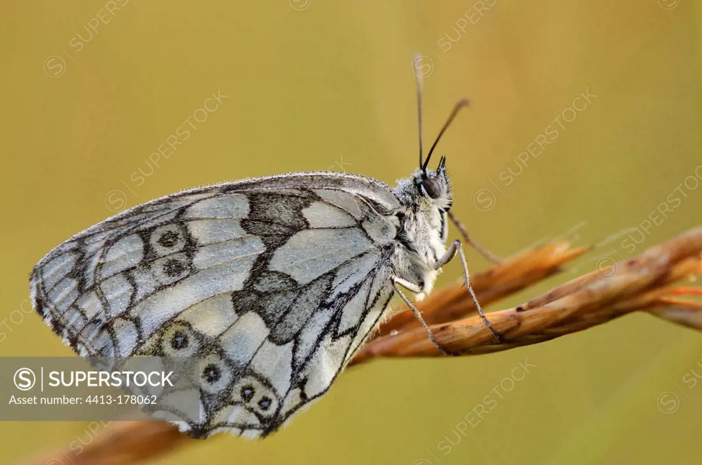Marbled White butterfly on ear France