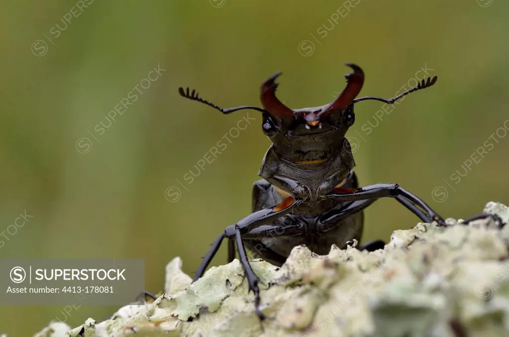 Portrait of Greater Stag Beetle male Aquitaine France