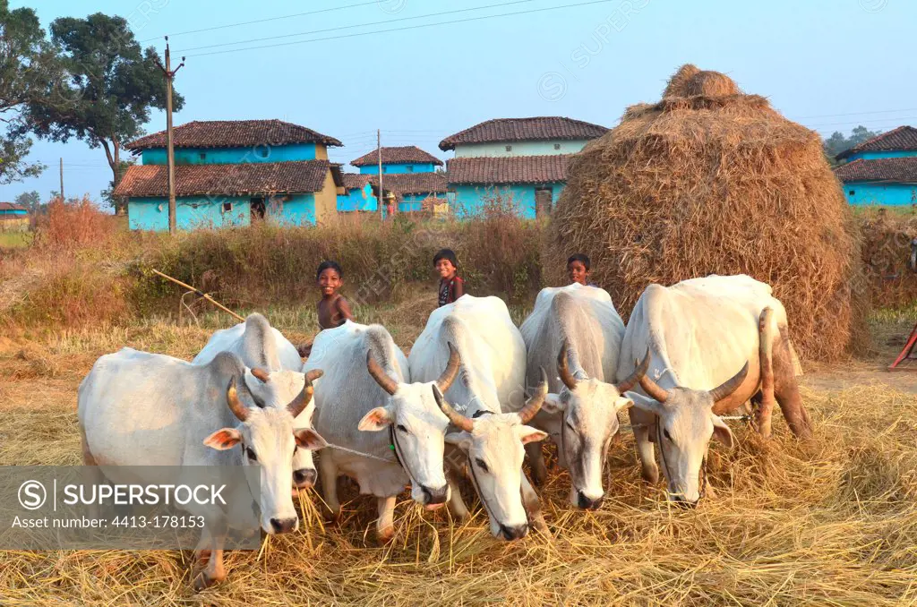 Threshing rice in a village in Madhya Pradesh India