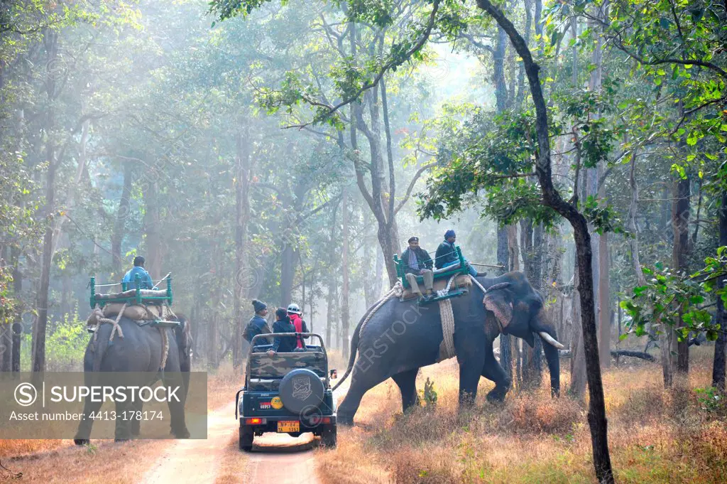 Location Tigers Elephant Pench NP India