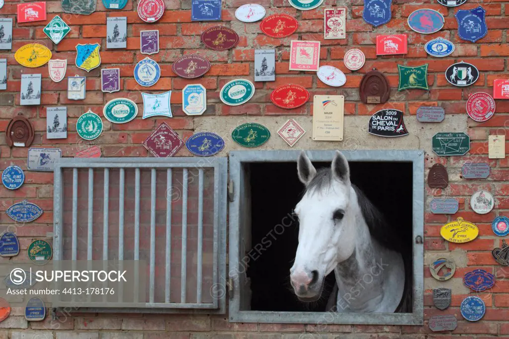 Portrait of Horse and agricultural price support team