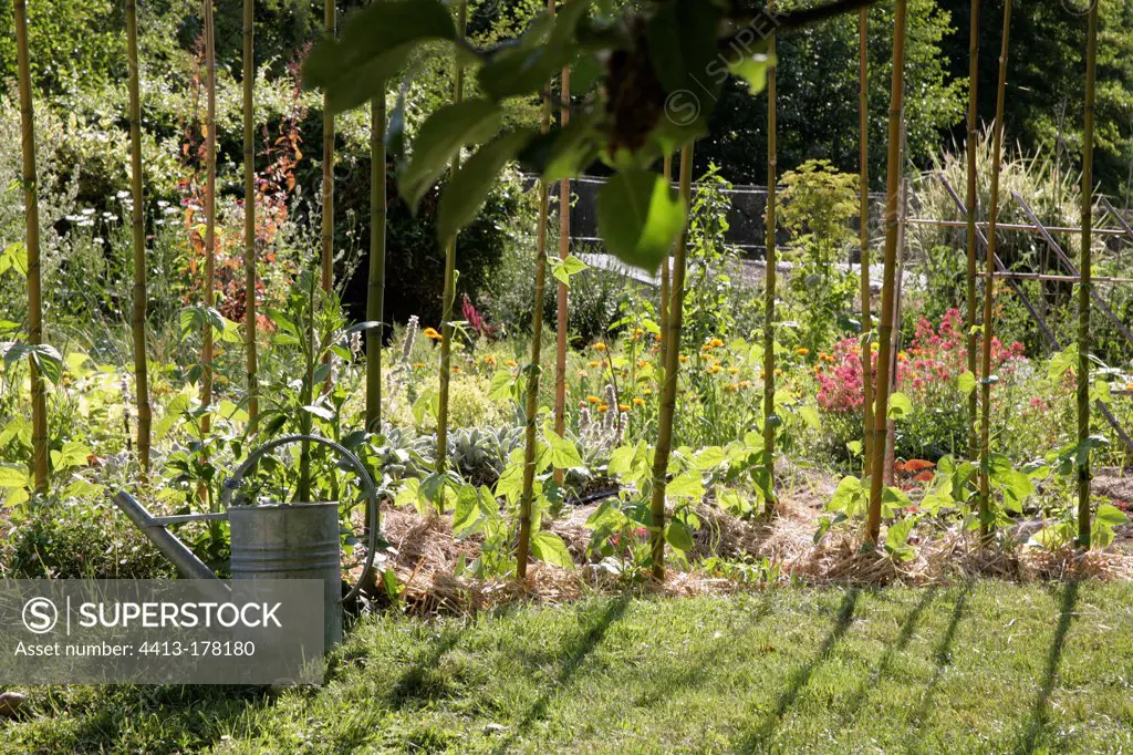 Garden peas with mulching in a flowered kitchen garden