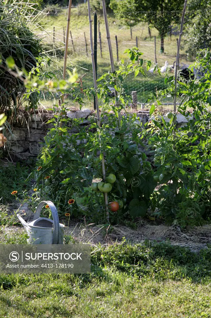 Tomatoes with mulch in a kitchen garden
