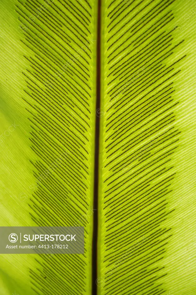 Sporangia on Bird's Nest Fern leaf Sumatra