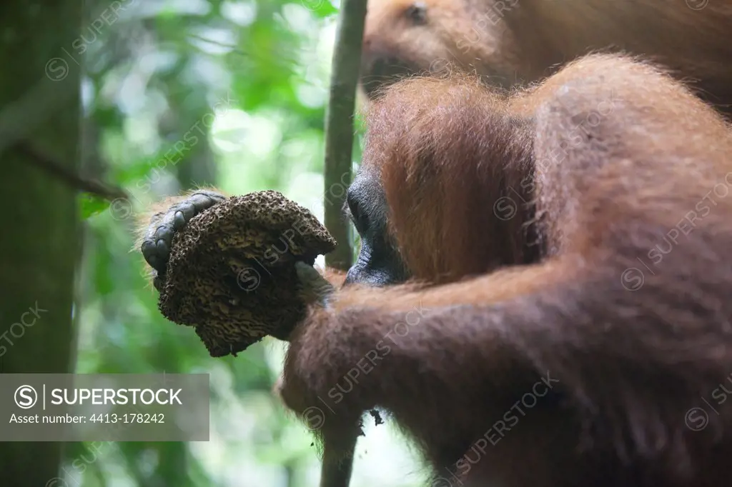 Sumatran orangutan eating Termites Gunung LeuserNP