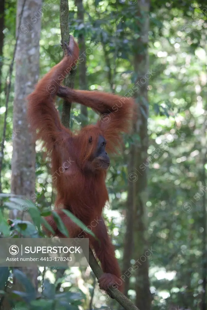 Sumatran orangutan in wood Gunung LeuserNP