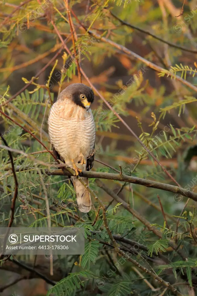Roadside Hawk on a branch Pantanal Brazil