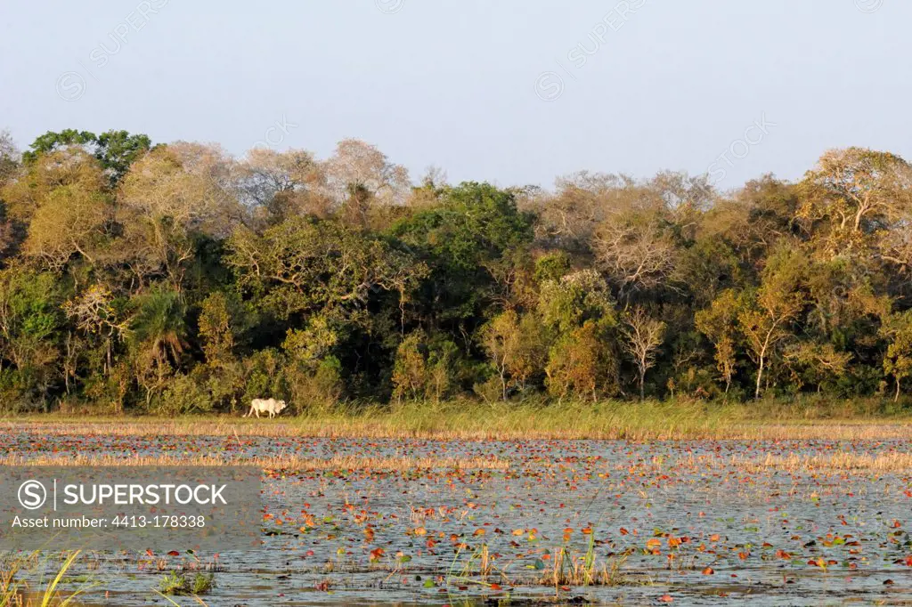 Landscape of the Pantanal wetlands in Brazil