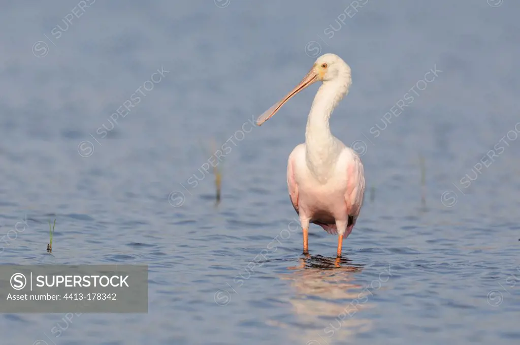 Roseate Spoonbill standing in the water Pantanal Brazil