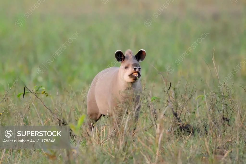 Brazilian tapir eating foliage Pantanal Brazil