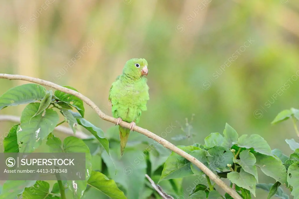 Yellow-chevroned Parakeet on a branch Pantanal Brazil