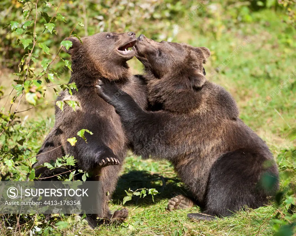 Brown bears fighting Bavarian Forest Germany