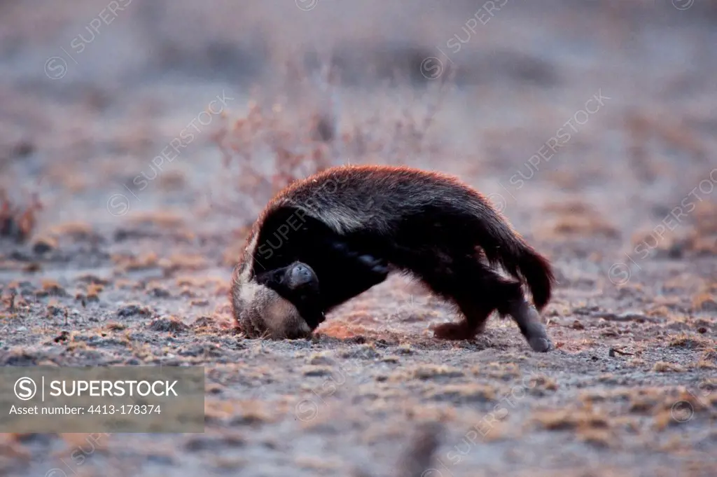 Honey Badger feeding on dung ball of Scarab Beetle Namibia