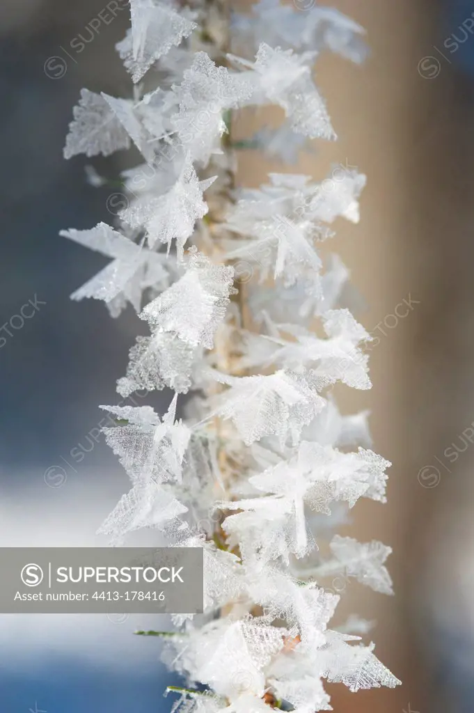 Ice crystals hoar frost Bayerischer Wald Germany