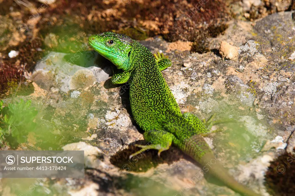 Green lizard sunbathing on stone Alsace France