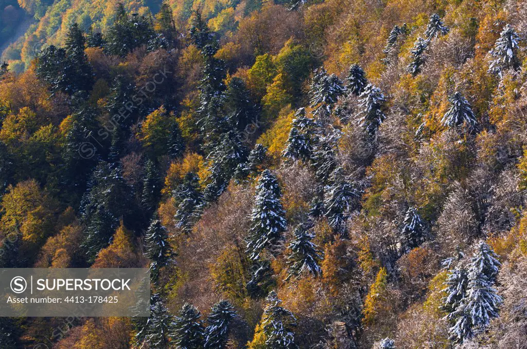 First snow of mixed forest in autumn Vosges France