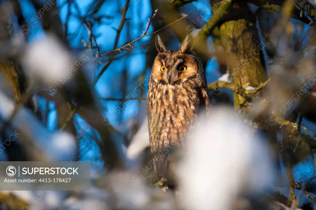Long-eared owl on a branche BayerischerWald Germany