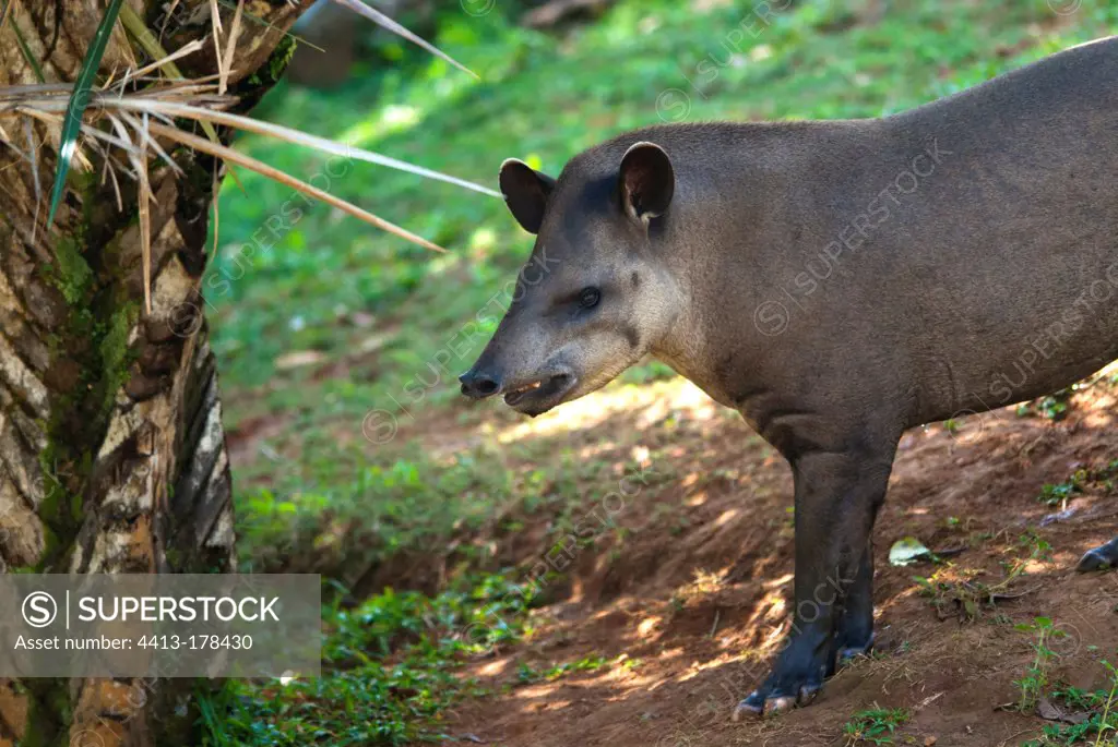 Brazilian tapir standing in the grass Pantanal Brazil