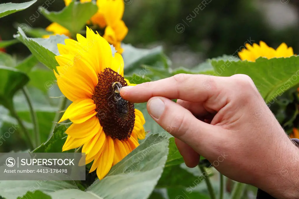 Bumblebee on a Sunflower caressed by a humanFrance
