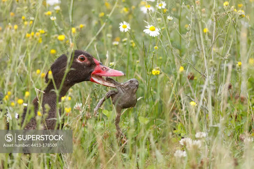 Muscovy duck eating a Common Toad France