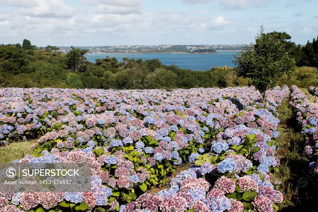 Culture of french hydrangea at Plouezec in Bretagne France