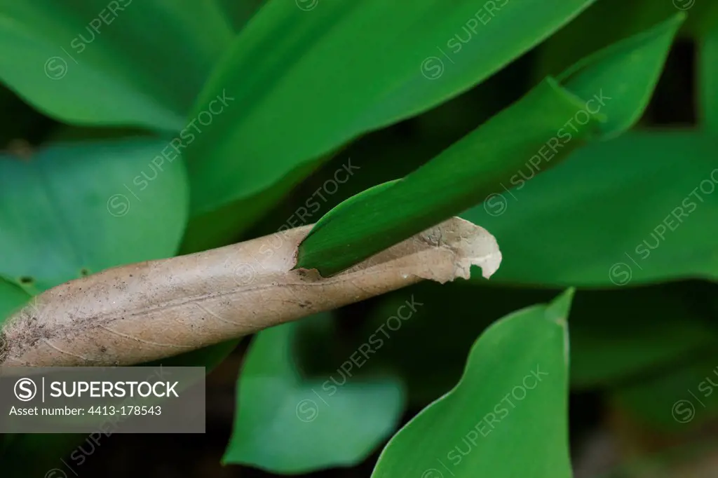 Lily-of-the-valley leaf growing through a dead leaf