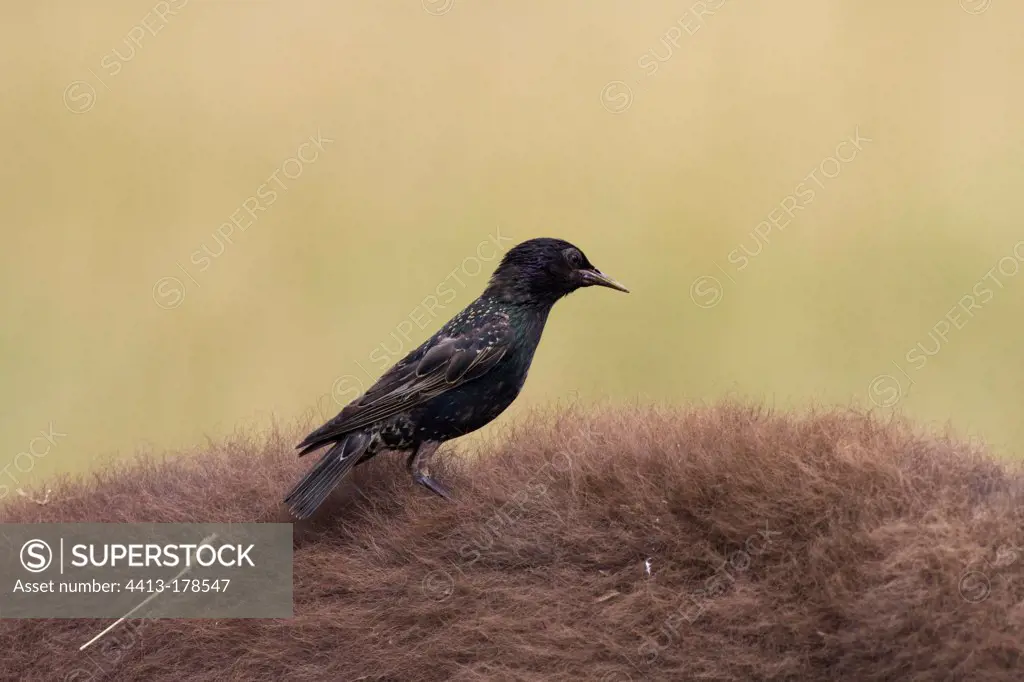 Common Starling on the back of American Bison