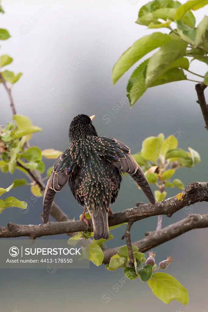 Common Starling parade on a branch in Switzerland