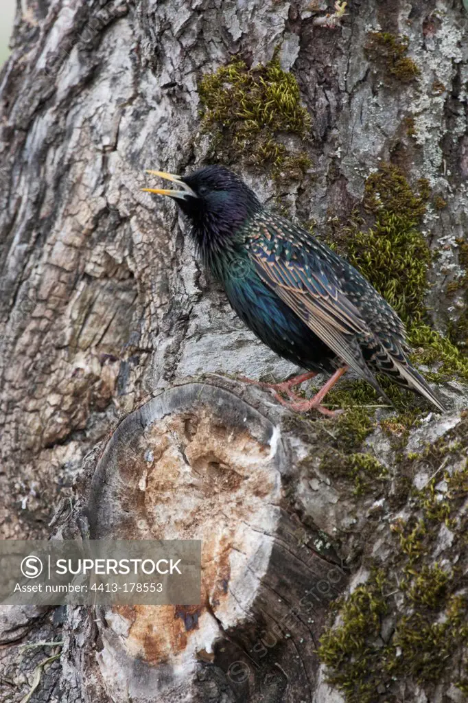 Common Starling parade on a branch in Switzerland
