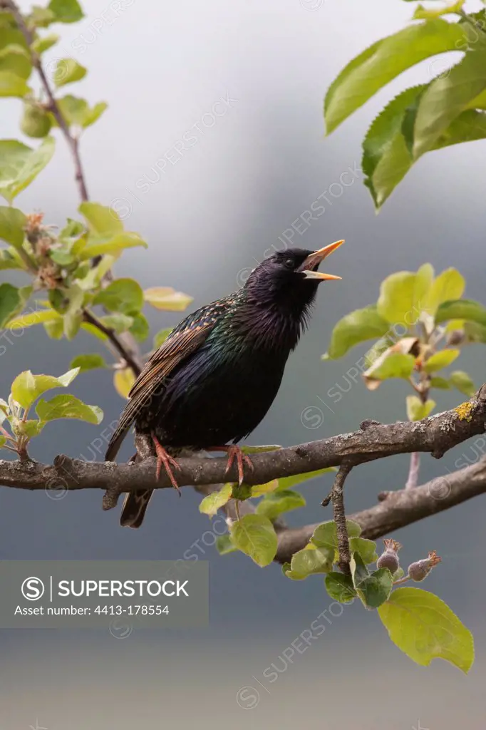 Common Starling parade on a branch in Switzerland