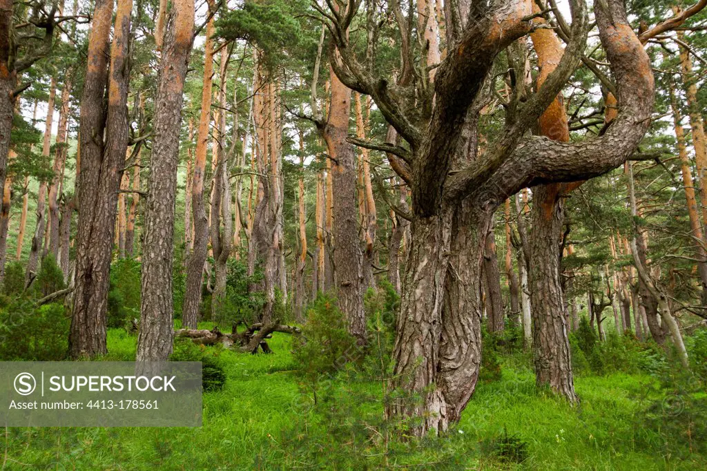 Twisted trunks in pine wood Montenegro Zabljak