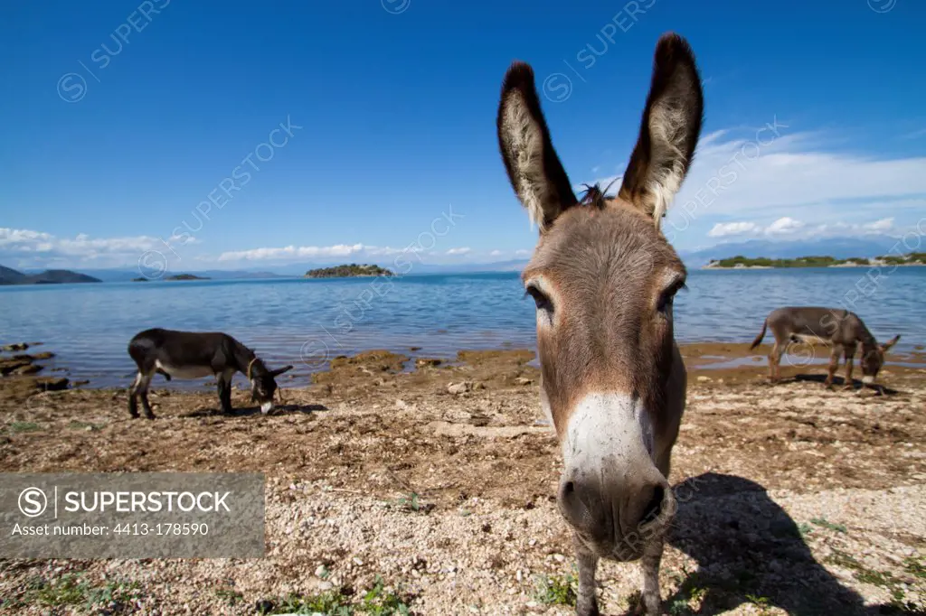 Donkeys on the banks of Skadar Lake Montenegro
